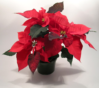 Poinsettia+atau+Kastuba.jpg