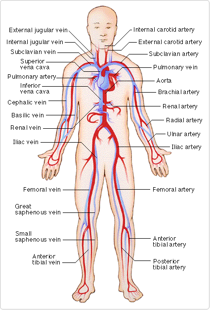 Blood Flow Chart Of The Human Body