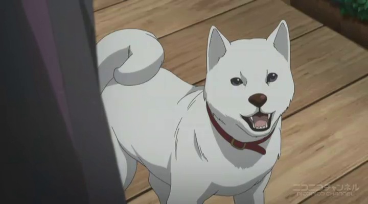 Crunchyroll Dog Days' (Dash) [2nd season] - AnimeSuki Forum