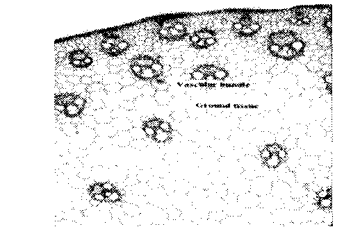 CONTOH SOAL OLIMPIADE SAINS NASIONAL (OSN) BIOLOGI SMP | PENDIDIKAN