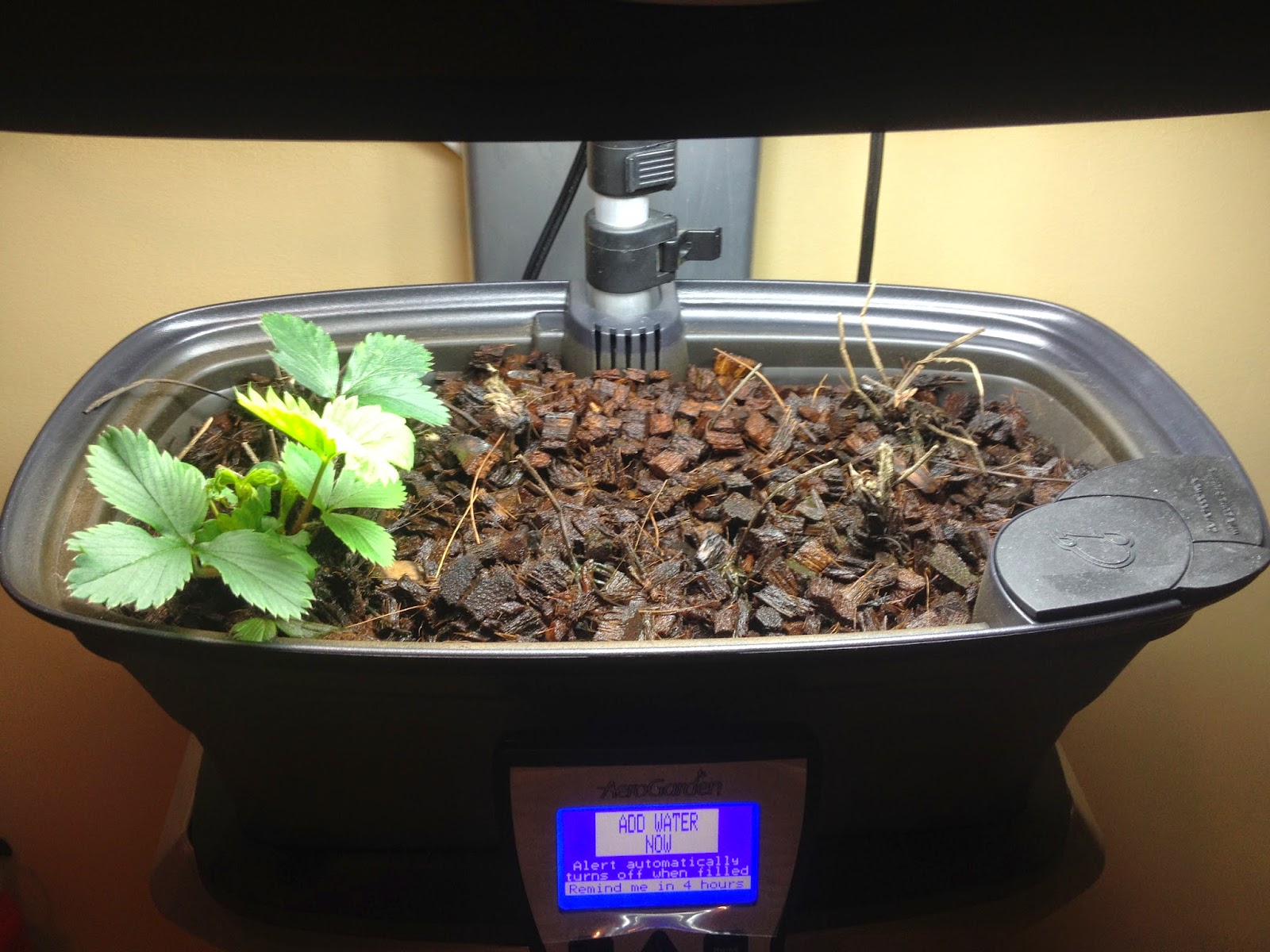 Aerogarden Strawberry Crowns Try Try Again Indoor Gardening My