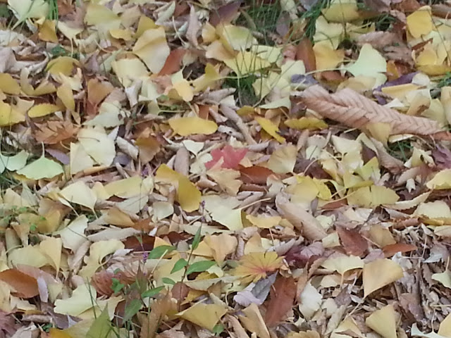 Fallen yellow leaves