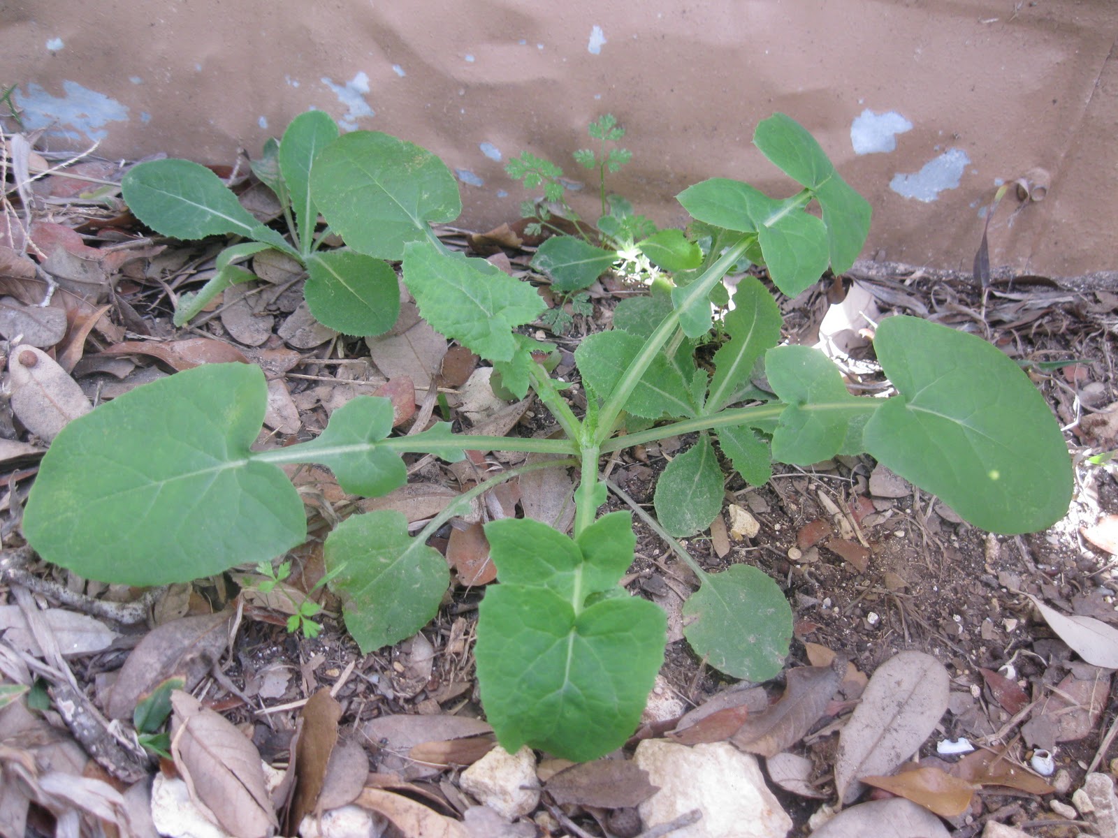 Wild Edible Texas Sow Thistle