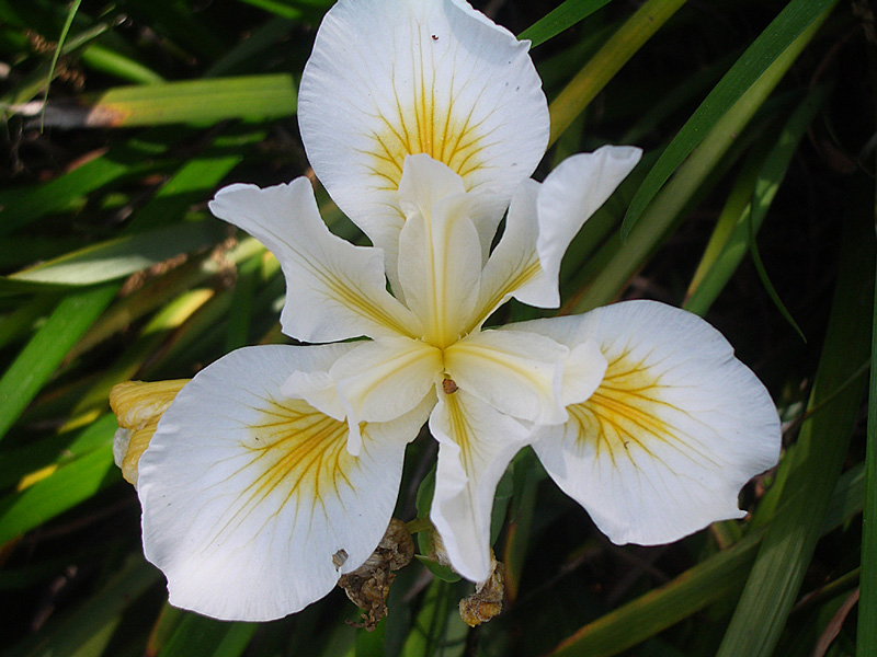 White Cut Flower Iris
