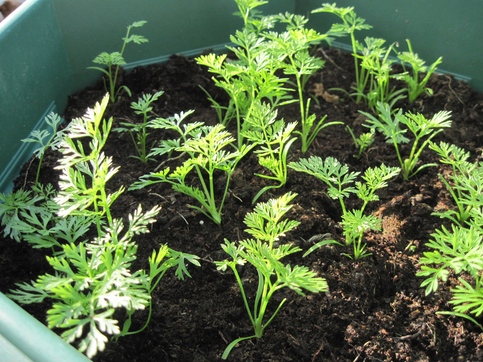 Sprouting Cavolo Nero