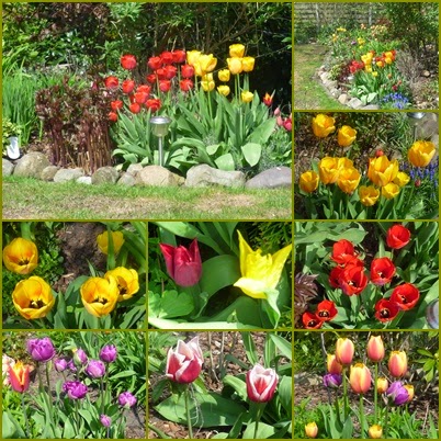 Meine Bilder Galerie Tulpen Im April 2015