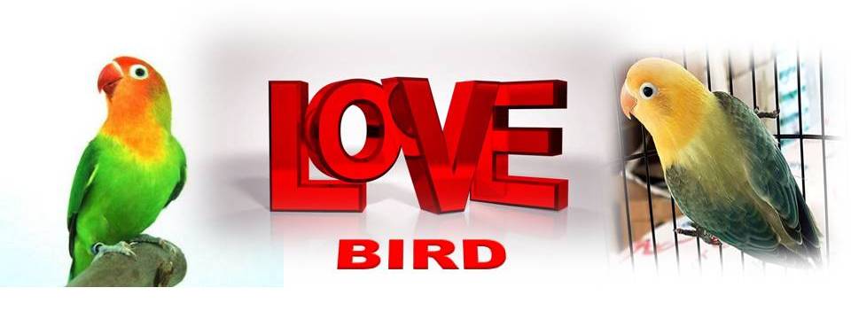  LOVE BIRD SECRET NEEDS