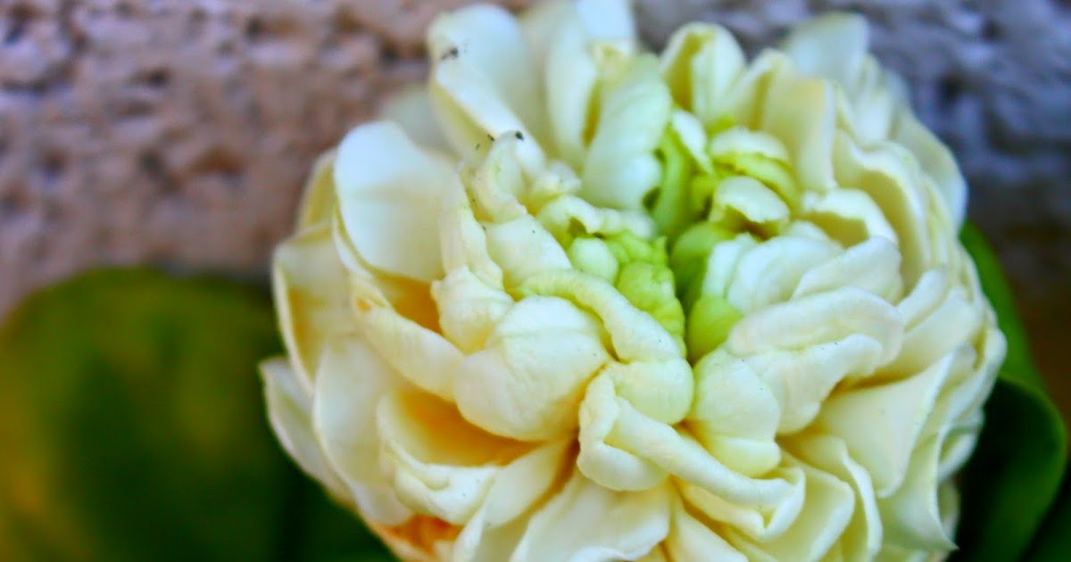 From My Garden - Jasmine 