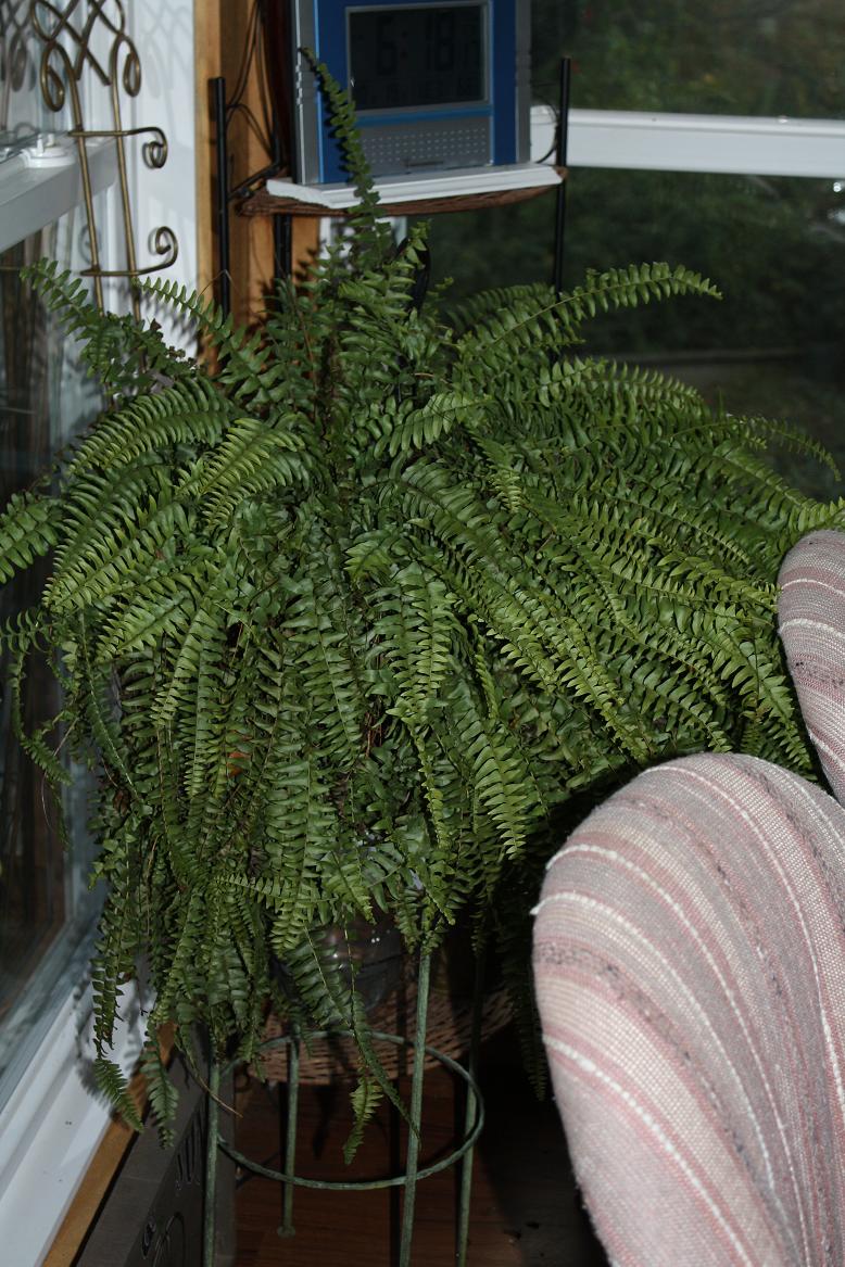 stories from the n c mountains rainy day precedes cold christmas cactus dropping leaves