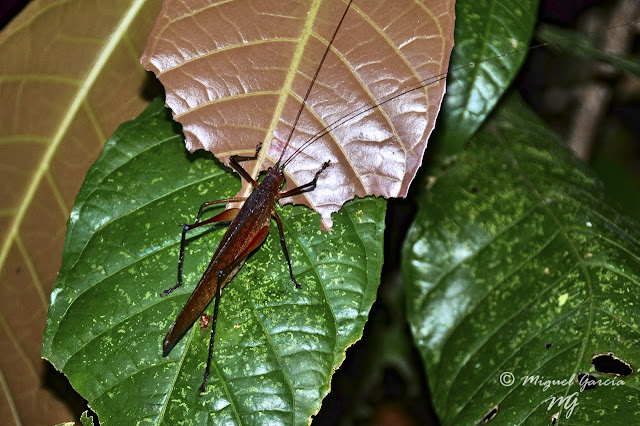 Selva Amazónica, Perú. Grillo