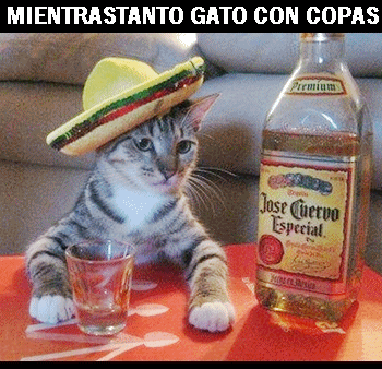 mientrastanto gato con copas