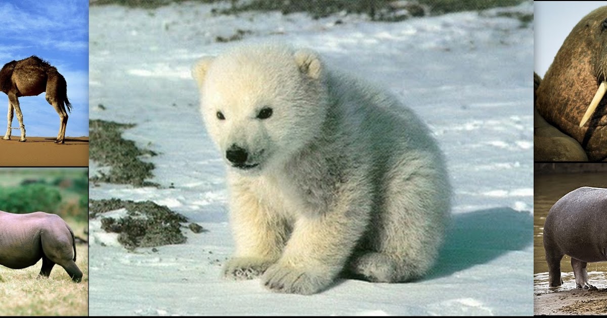 Toh Lee See D20102044959 Animals Protect Themselves