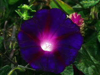 Purple flower wallpaper |Clickandseeworld is all about Funny|Amazing