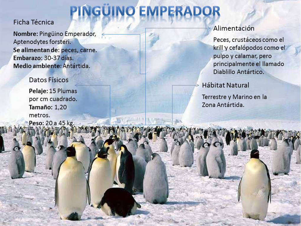 Pinguino Emperador De La Antartida 2014
