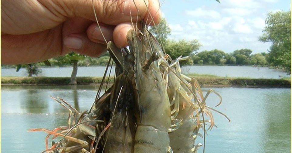budidaya udang windu