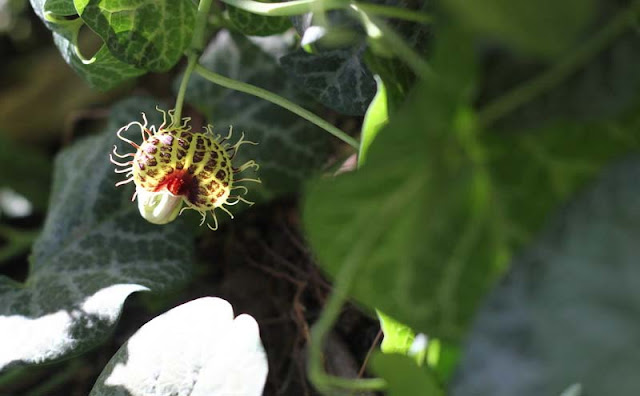 Aristolochia Fimbriata Flowers Pictures