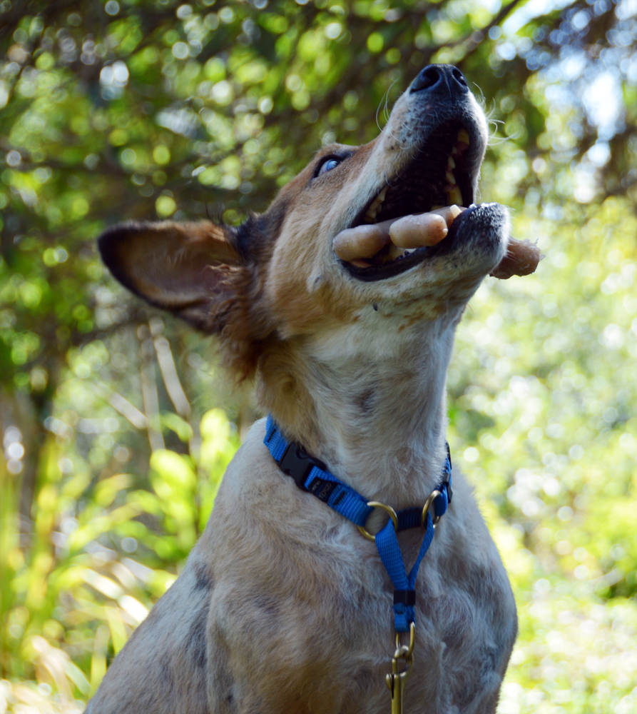 Dog Bone Toy Brisbane Dog Bone Toy Brisbane