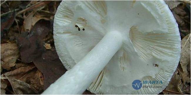 Foto gambar destroying Angel Jamur berbahaya beracun paling mematikan di dunia Foto gambar destroying Angel Jamur berbahaya beracun paling mematikan di dunia