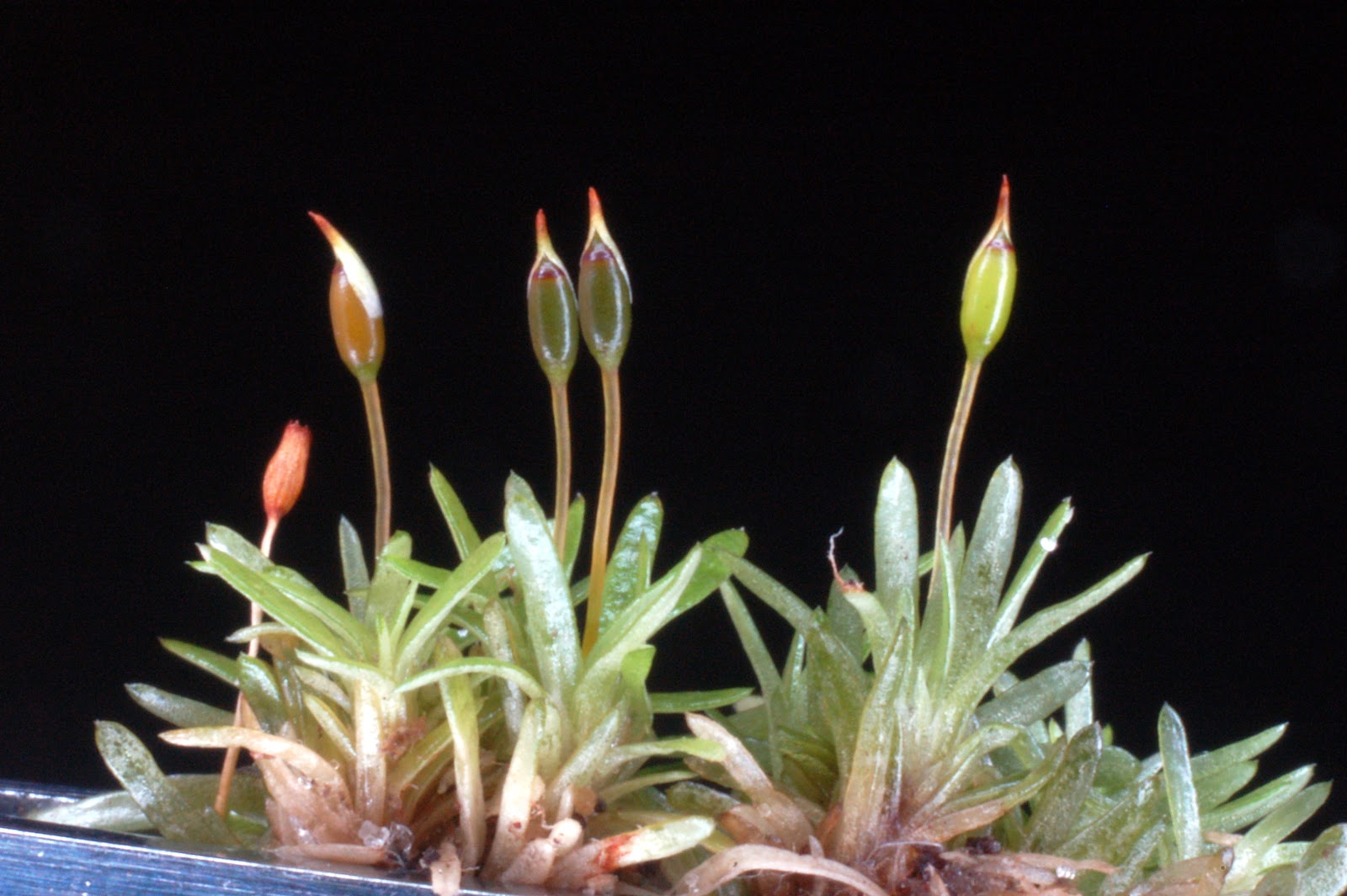 Botany Professor Mosses of Central Florida 2. Octoblepharum albidum
