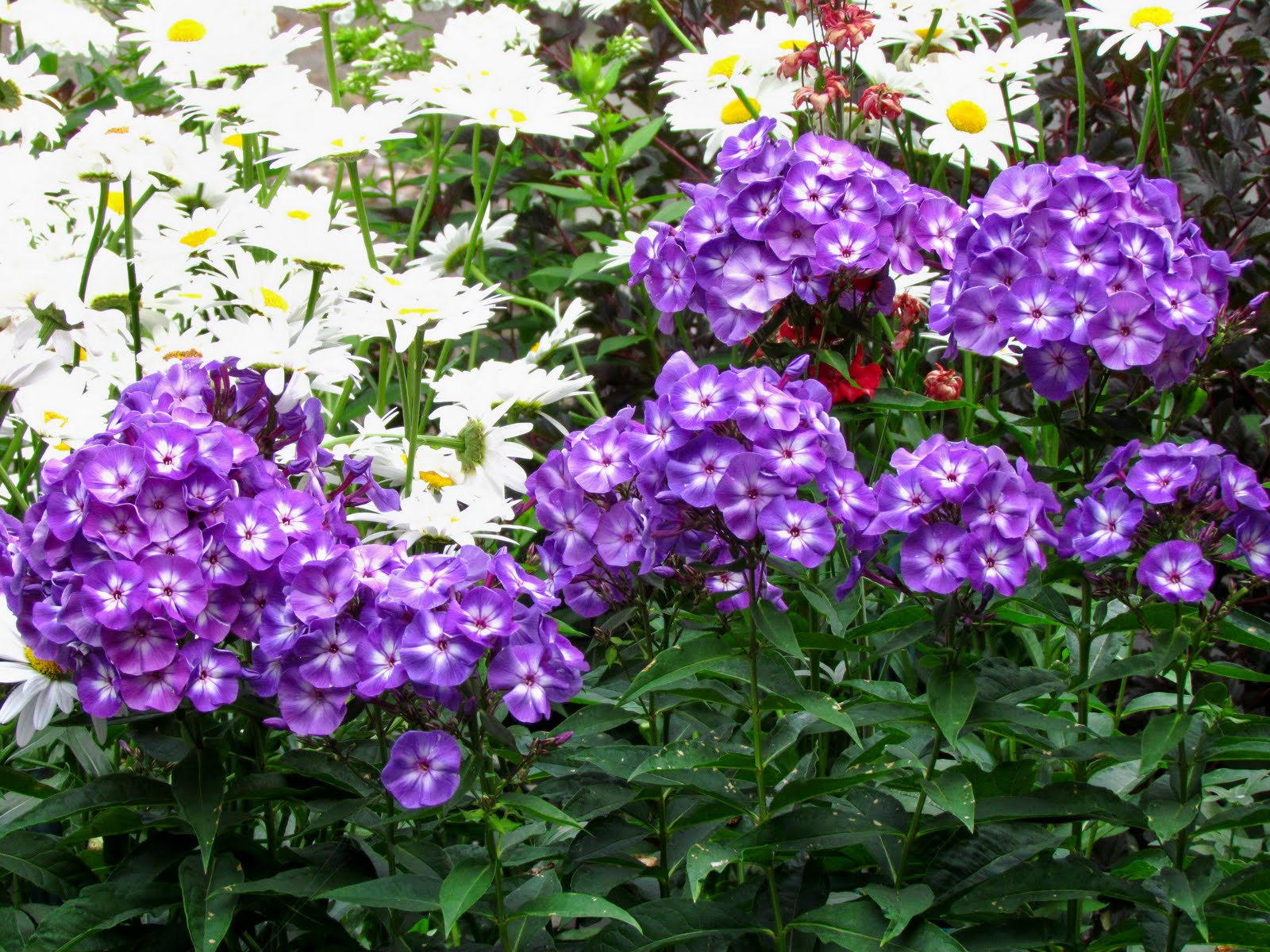 Life is a Garden: Phlox