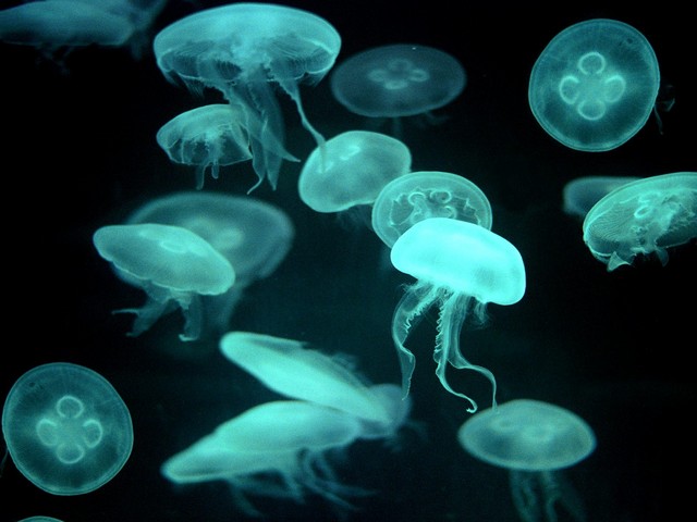 jellyfish pictures