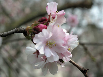 Blossom in St James' Park, London