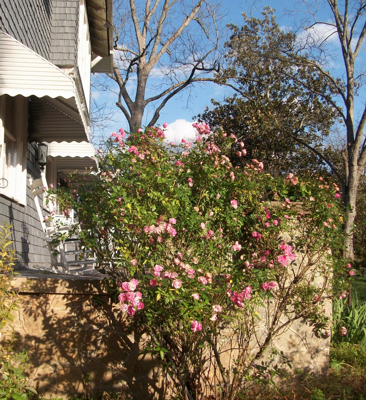 Jarvis House Deep Purple Flowering Shrubs In September At The