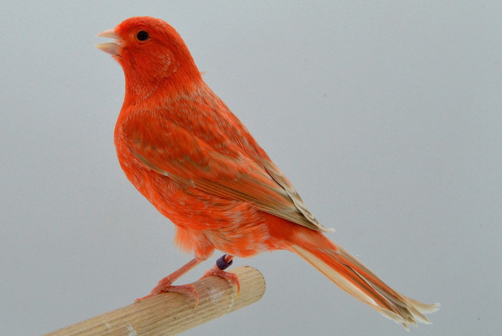 AVIARIO DE CANARIOS DE COLOR: ISABELA ROJO NEVADO