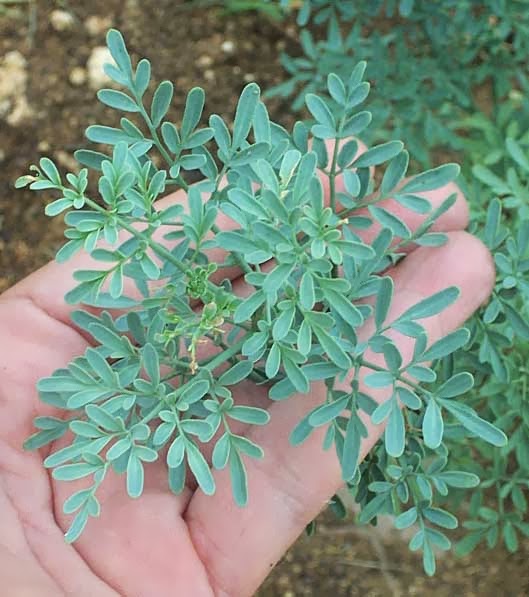 Un sentimiento llamado amoR PLANTAS PROTECTORAS DE CASA