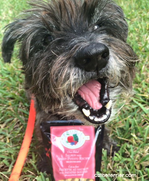 Oz the Terrier loves crunchy Fromm's Four-Star Nutritionals Dog Treats