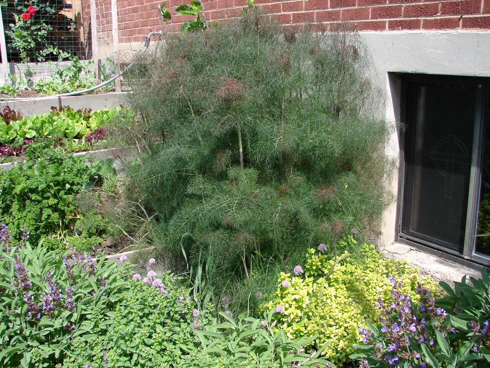 New Utah Gardener Fennel A DroughtTolerant Herb For Utah!