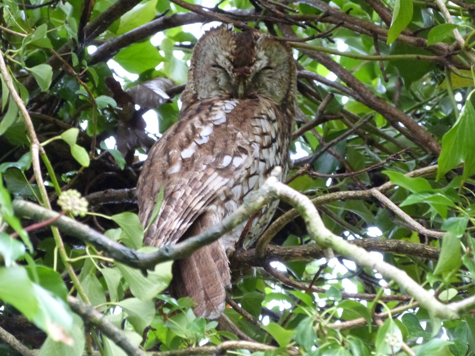 WEST YORKSHIRE BIRDING Tawny Owl back at its Queensbury roost.