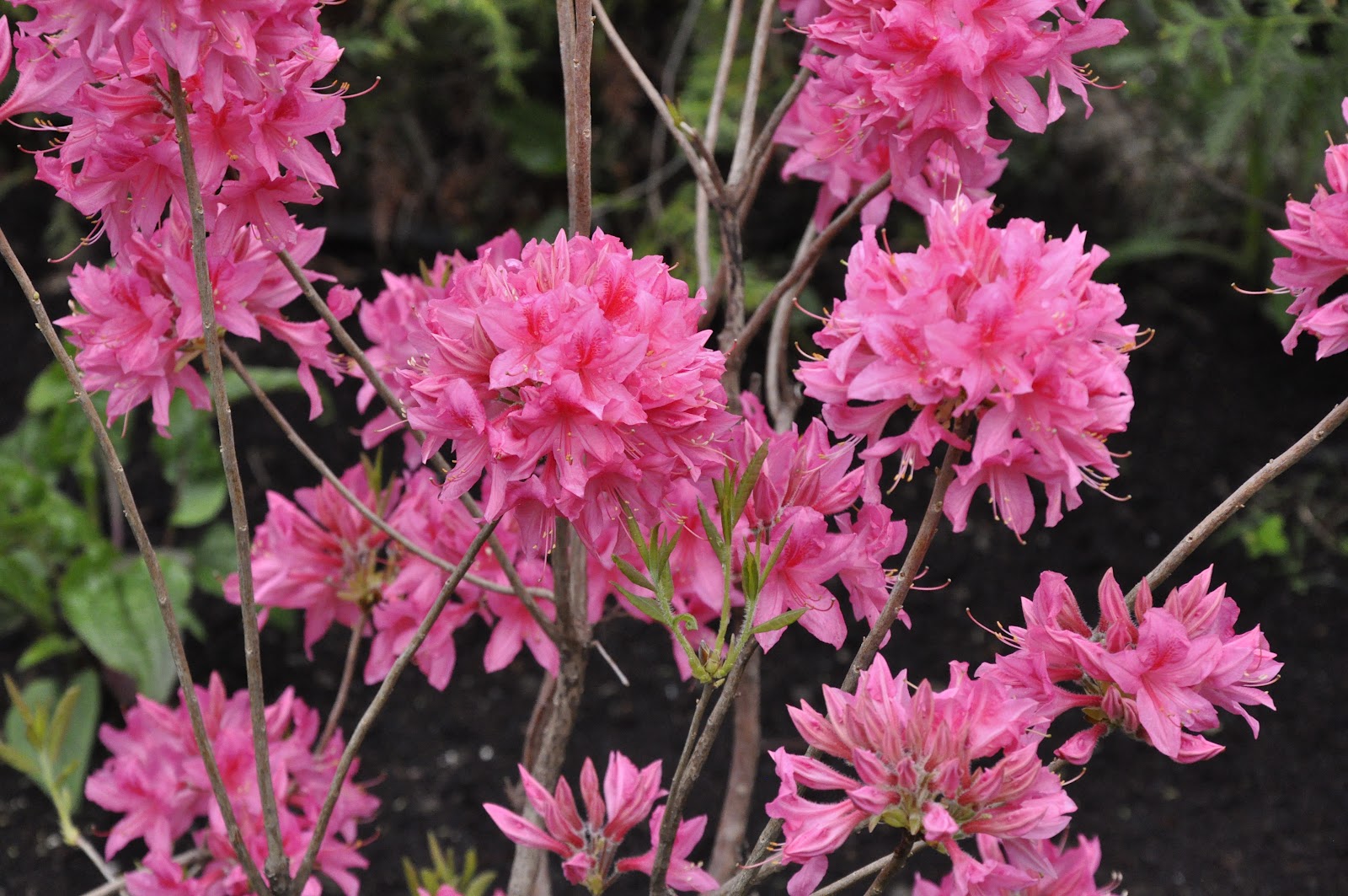 Garden Blogger S Bloom Day For April 2019