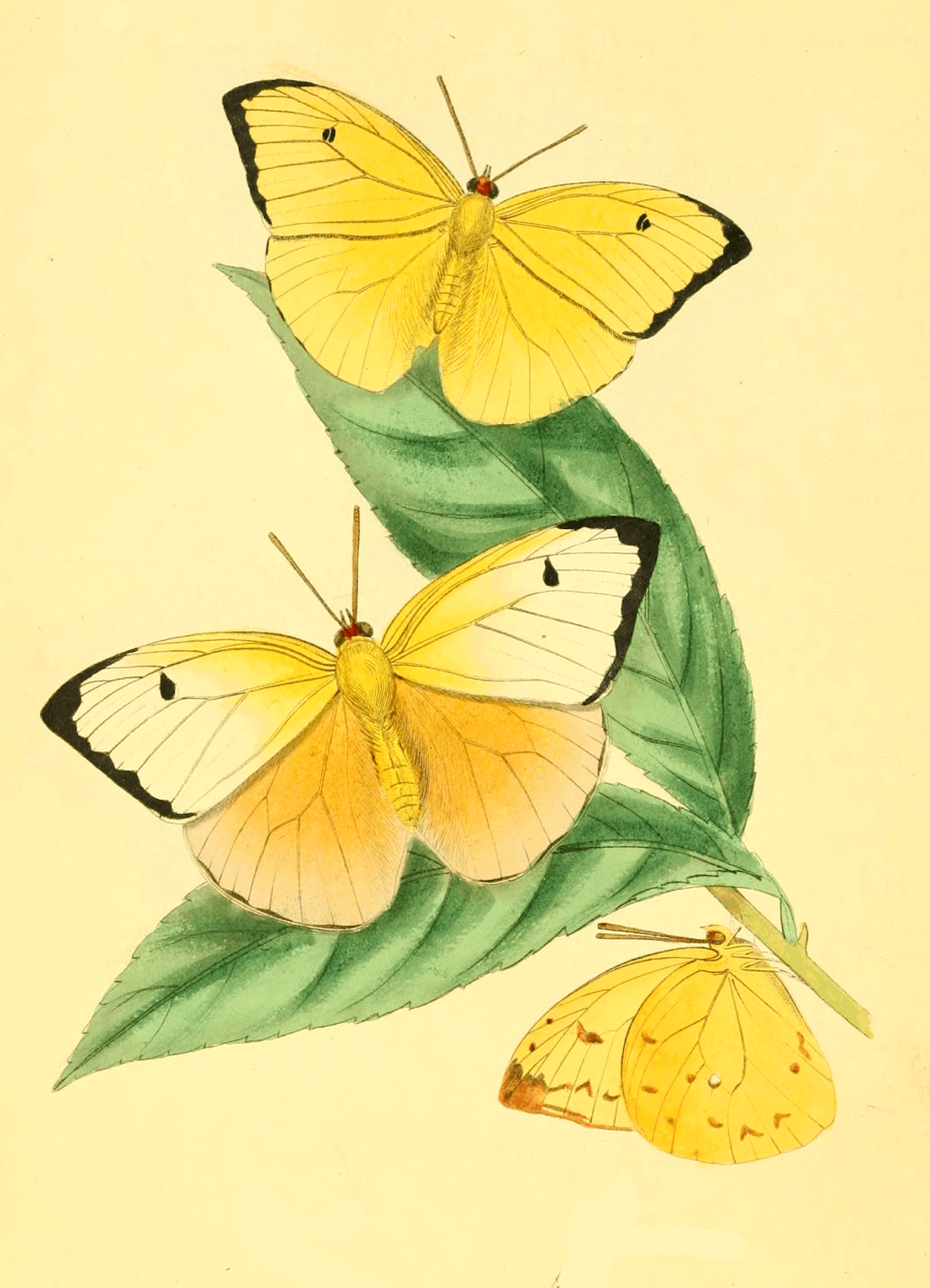 The Graphics Diva: Pretty Yellow Butterflies Art print plus coloring page