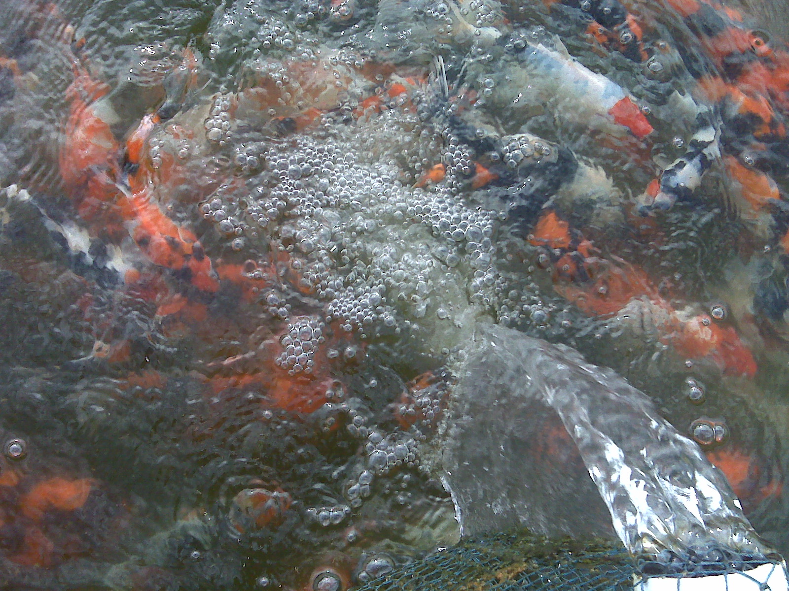 jual ikan koi jual ikan koi dan bibit koi murah jual ikan koi jual ikan koi dan bibit koi murah