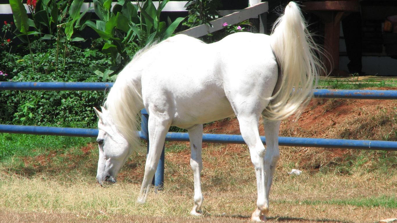 Caii Culori Si Semne Specifice La Cai