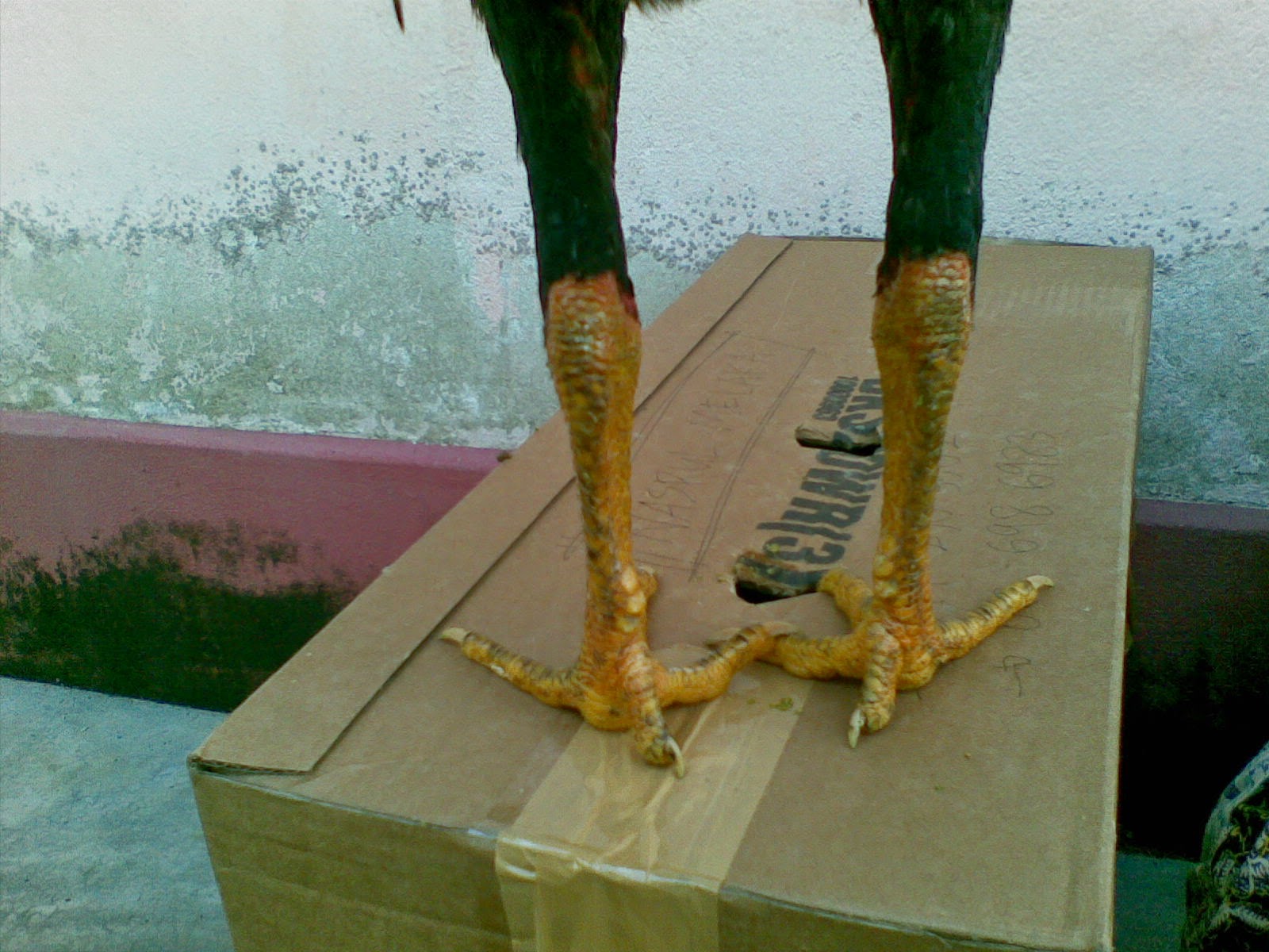 Si Kaki Ayam 18 ayam siam ayam sabung ayam siam batang kaki si jalak Si Kaki Ayam 18 ayam siam ayam sabung ayam siam batang kaki si jalak