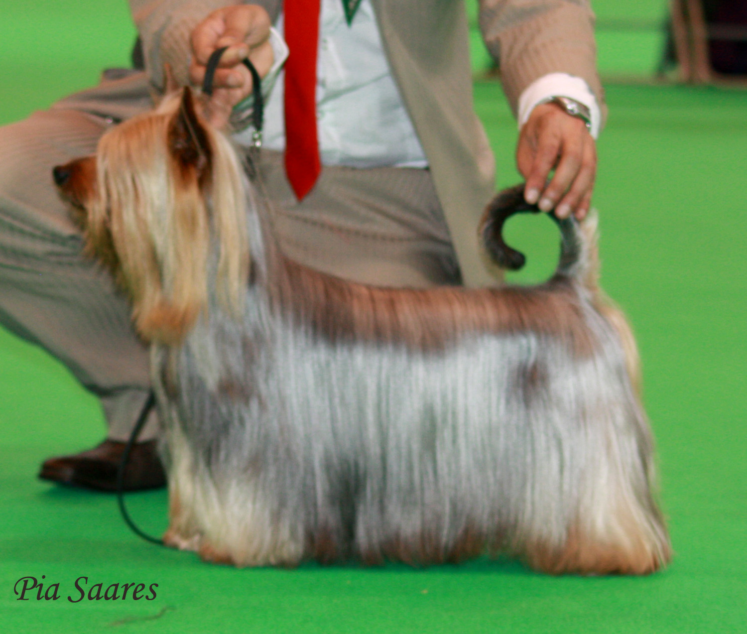 Professional Dog Grooming Shampoo MD10 Collection Champu para Perros