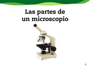 LAS PARTES DEL MICROSCOPIO