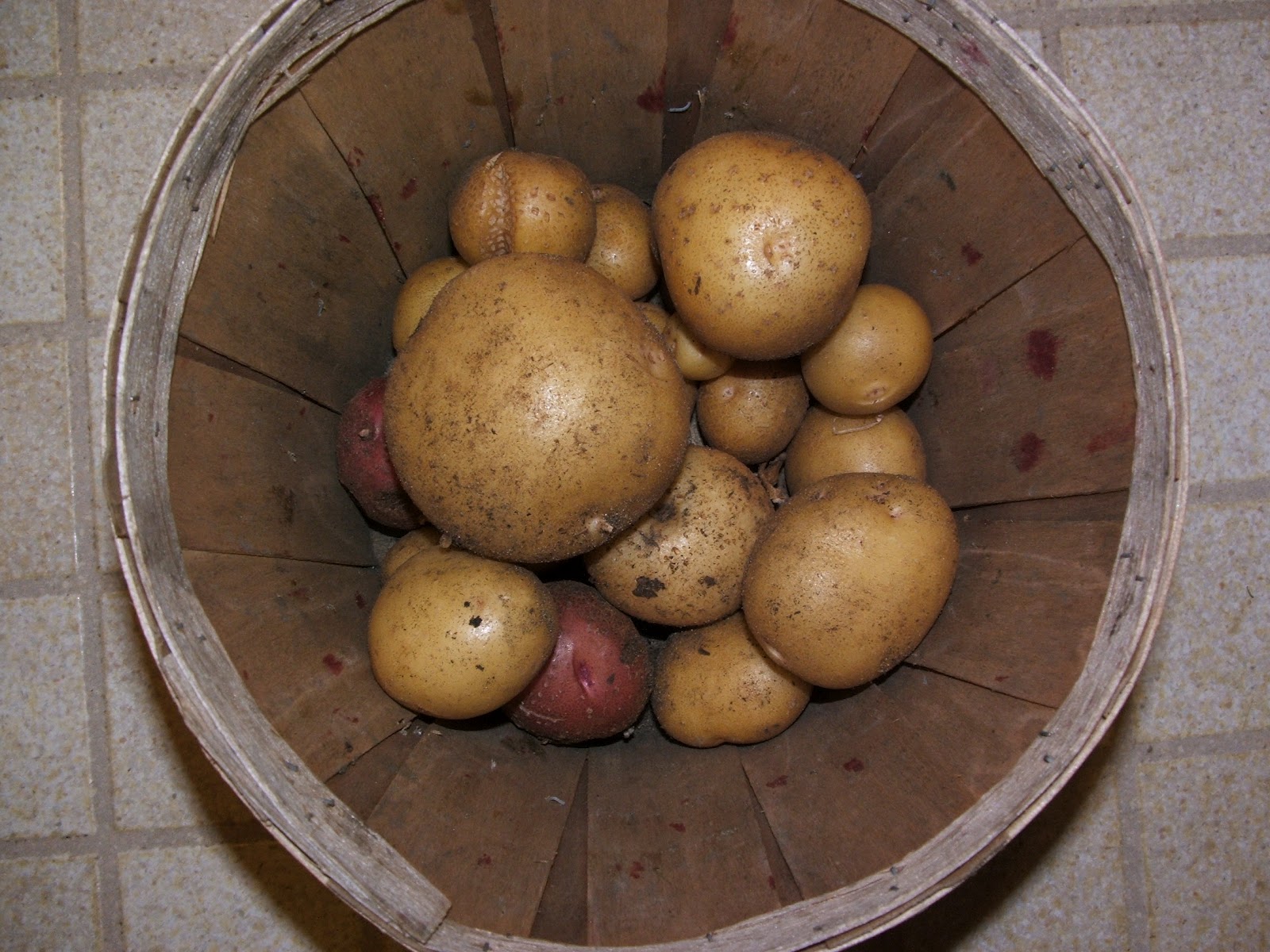 God's Growing Garden Planting Potatoes in a Compost Pile THE RESULTS