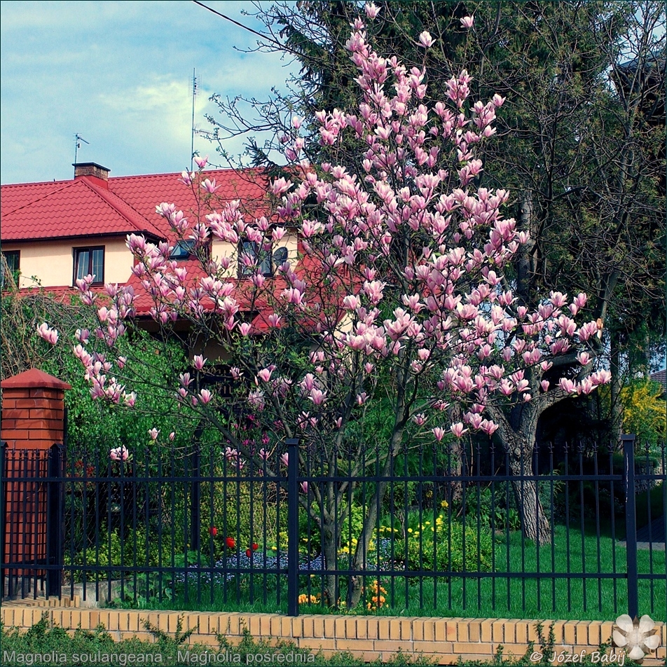Magnolia soulangeana - Magnolia pośrednia