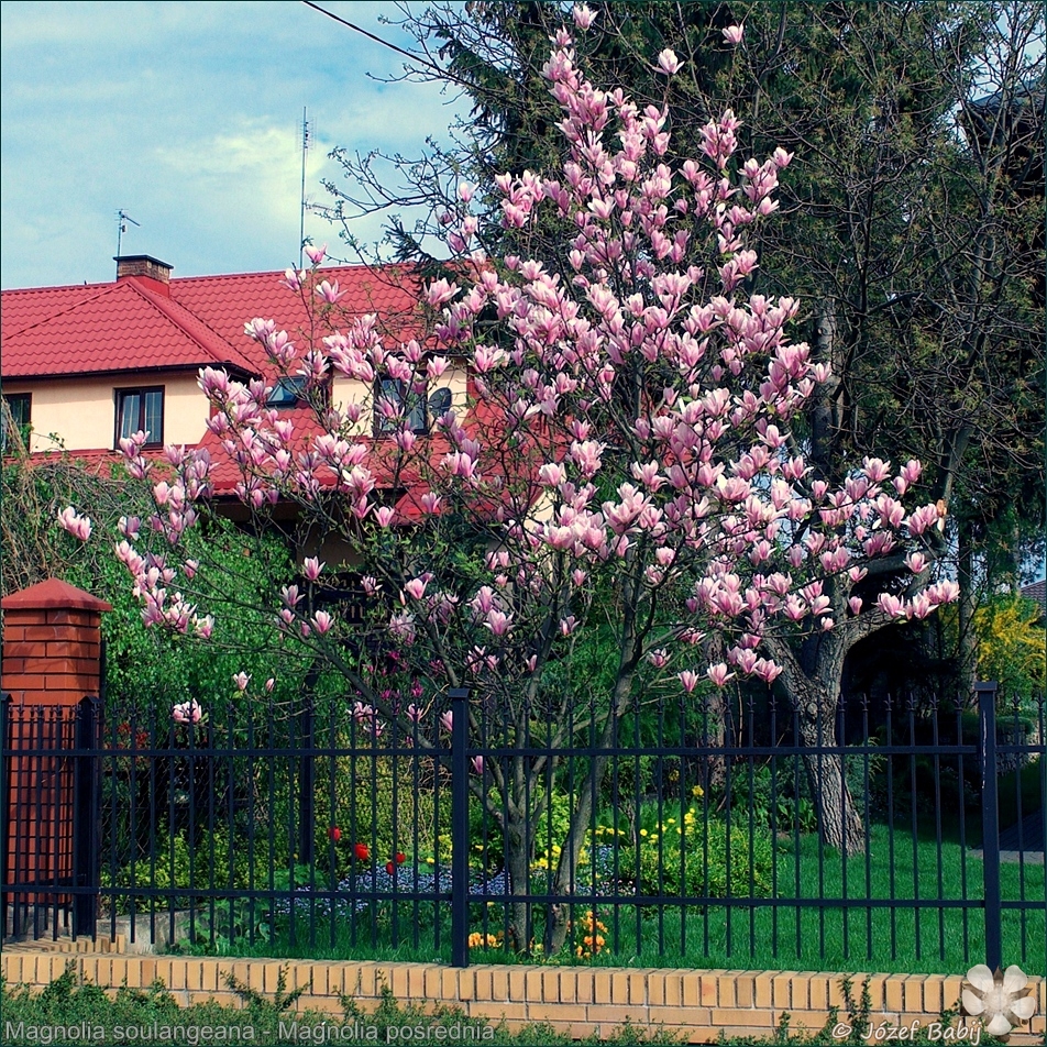 Magnolia soulangeana  - Magnolia pośrednia