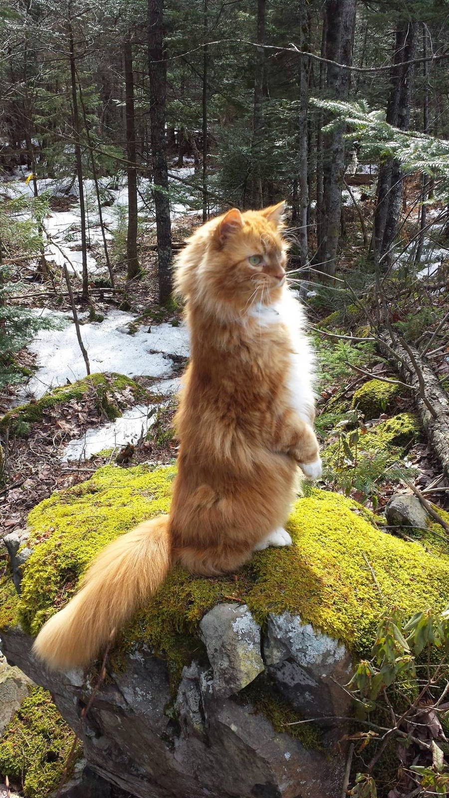 Funny cats - part 95 (40 pics + 10 gifs), cat pictures, cat in the forest standing in a rock