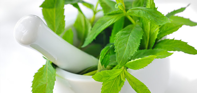 Manfaat daun mint untuk kesehatan