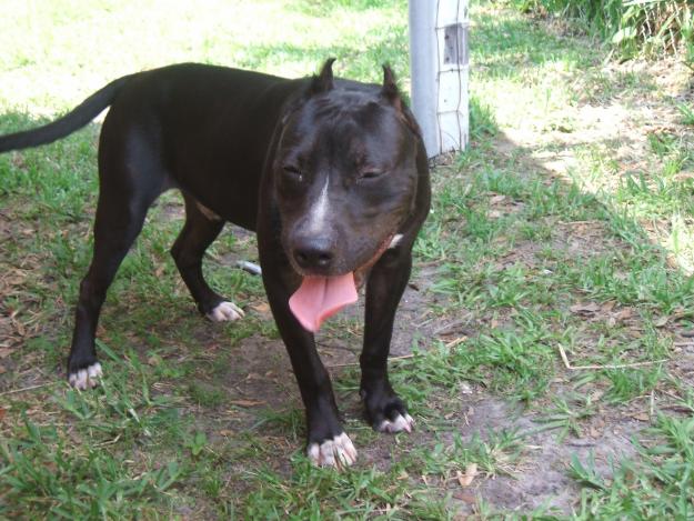 black pit puppy dogs black pitbull black pit puppy dogs black pitbull