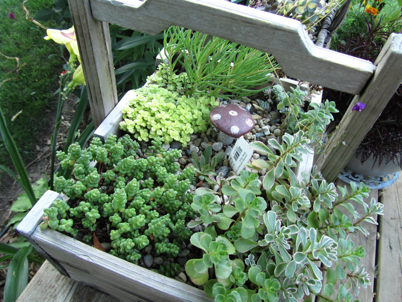 Cheesehead Gardening: Miniature Container Gardens / Fairy Gardens