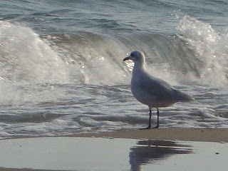 Pássaro a observar as ondas do mar