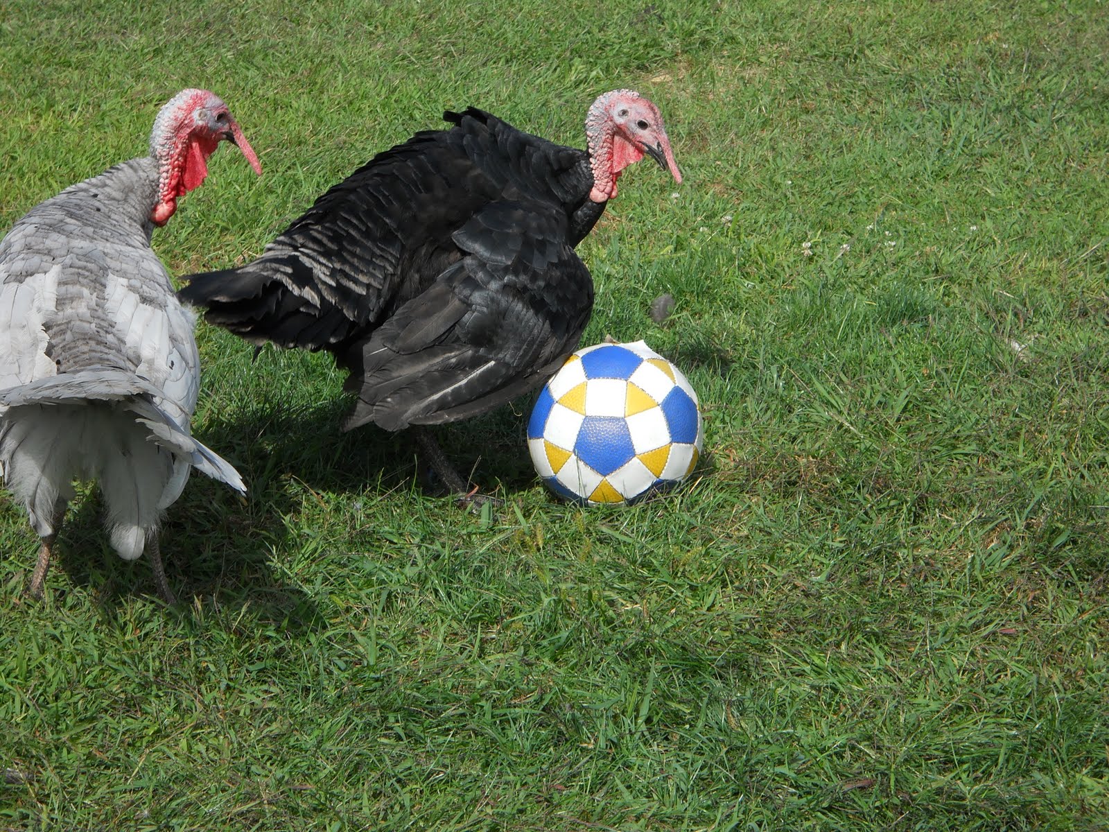 GrassStain Farm Turkey Soccer