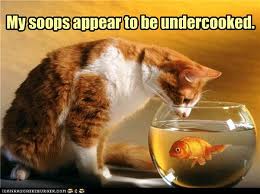 fish lolcat