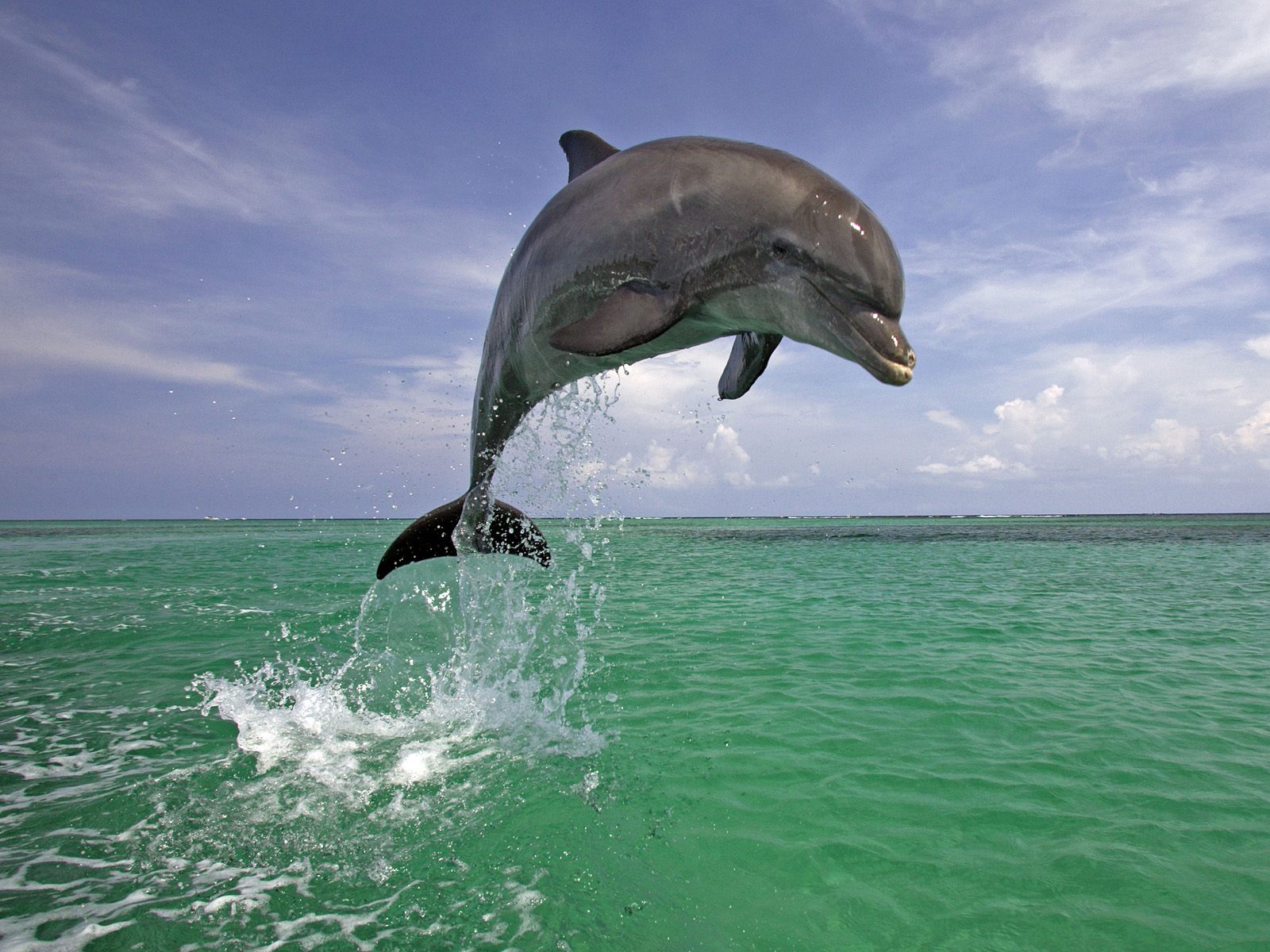baby dolphin wallpaper